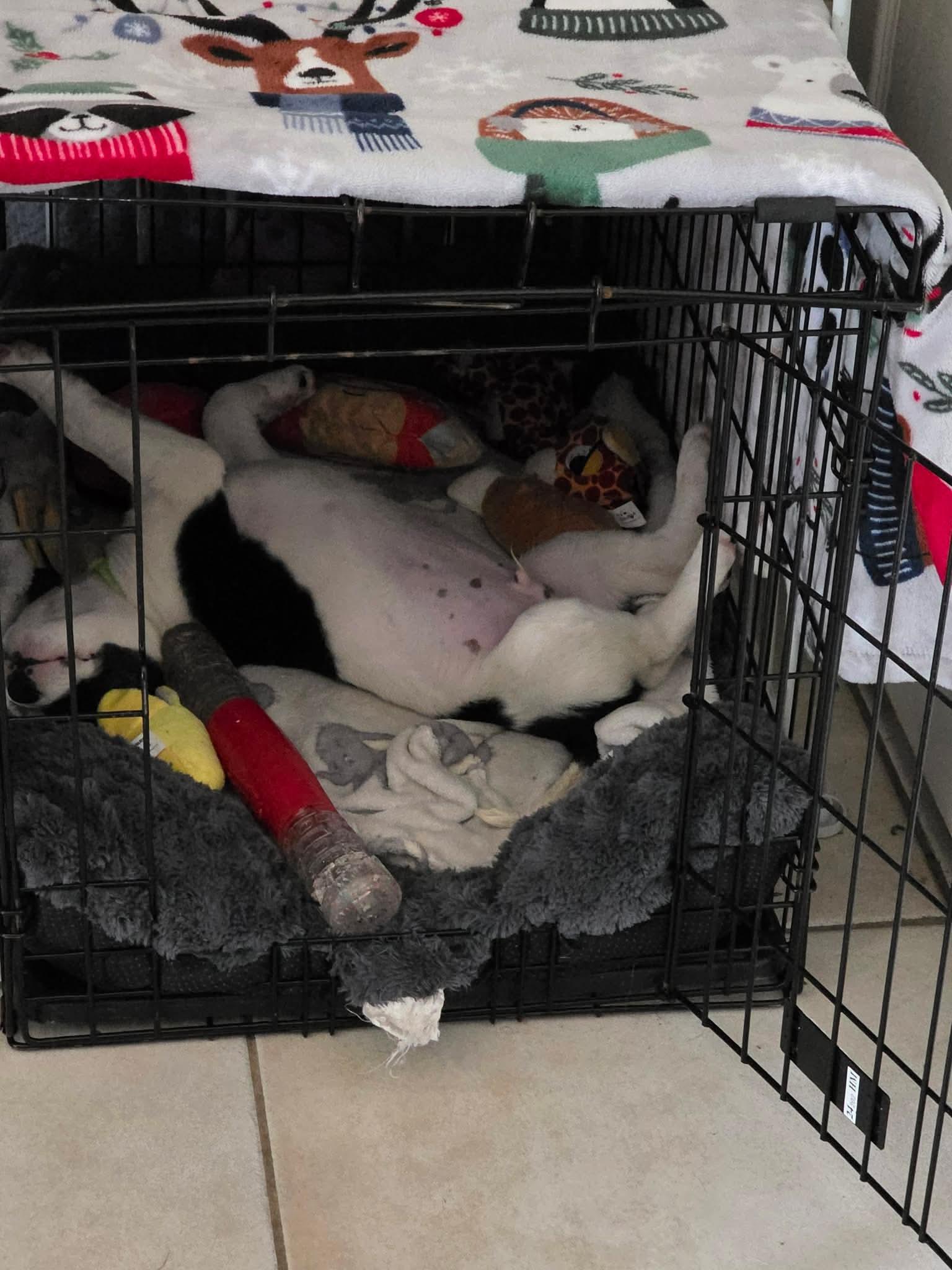 Enlarge Oscar, a ADOPTABLE mixed breed in Commerce City, CO image 5/6