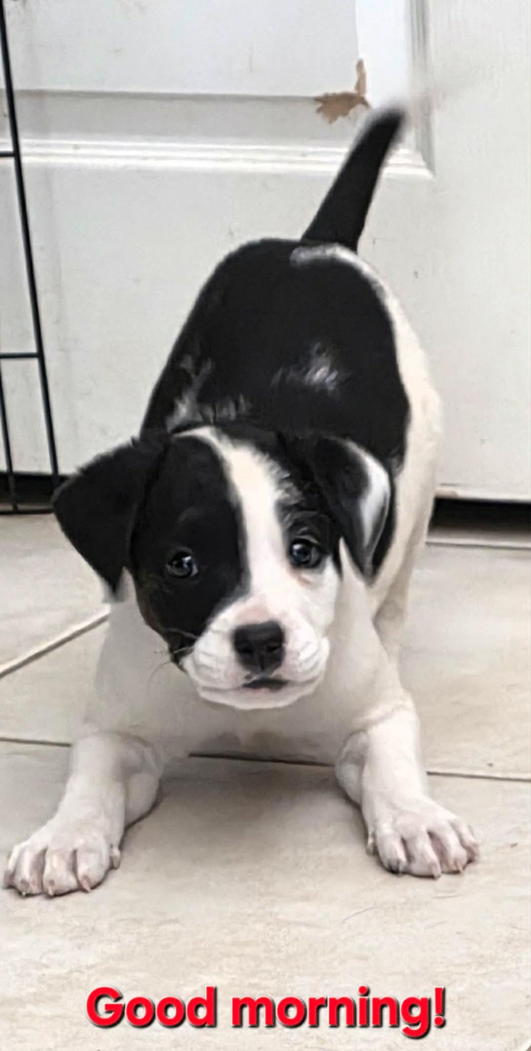 Enlarge Oscar, a ADOPTABLE mixed breed in Commerce City, CO image 4/6