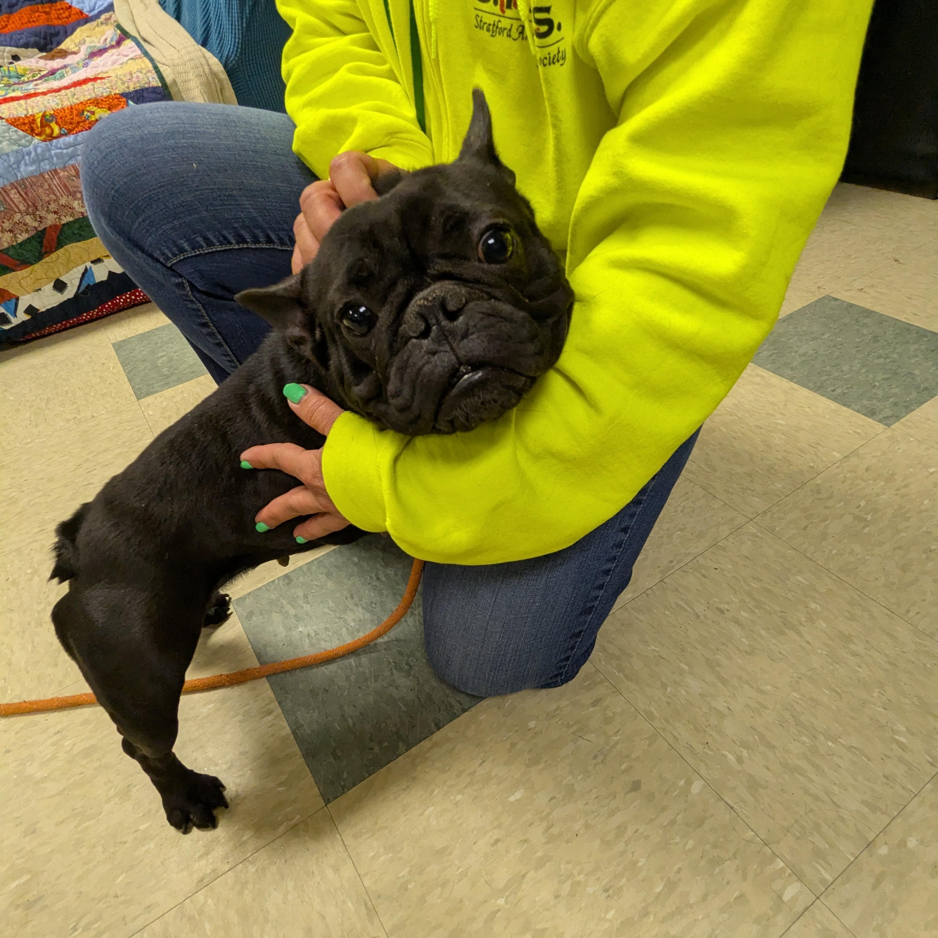 Enlarge Delphine , an adopted French Bulldog in Stratford, CT image 2/3