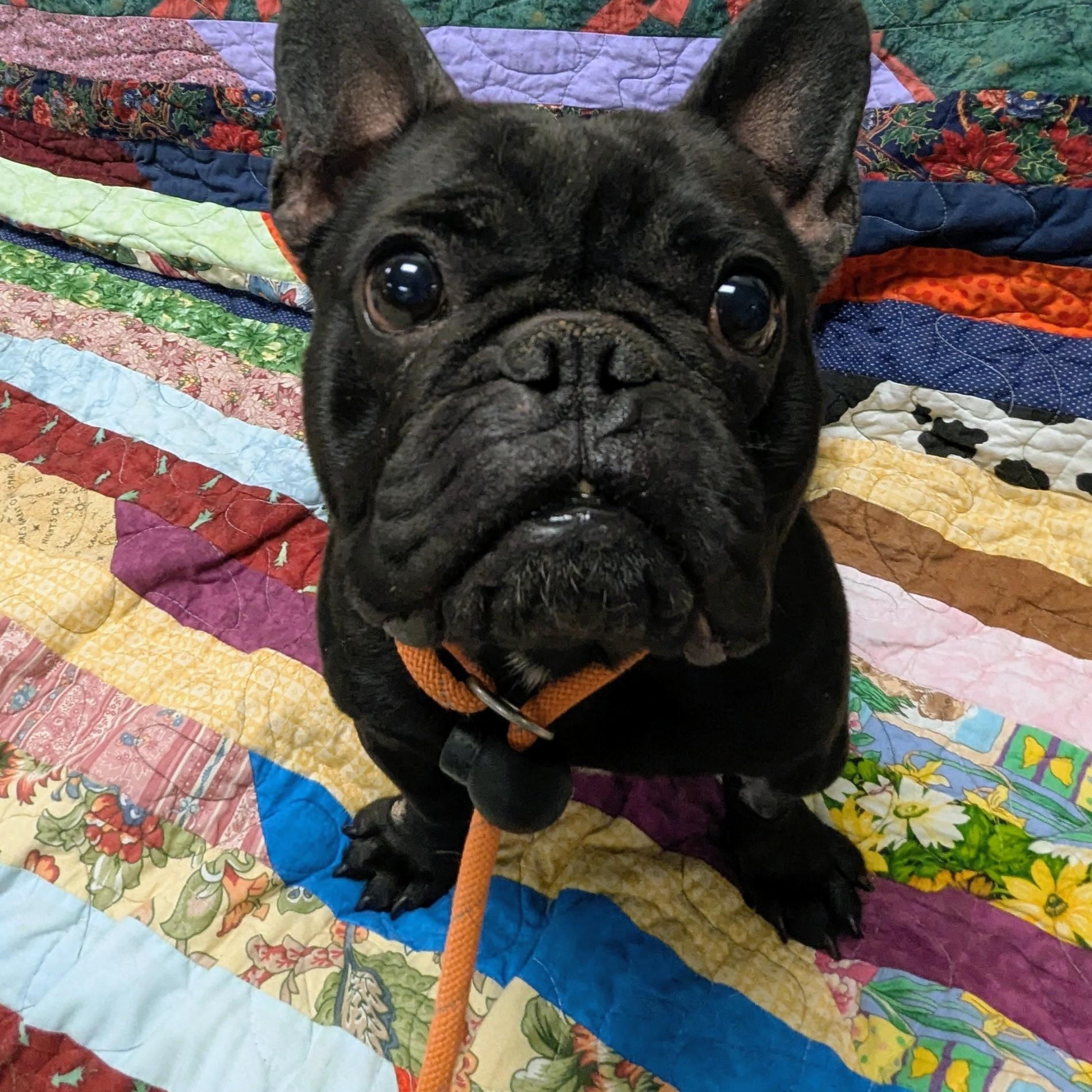 Enlarge Delphine , an adopted French Bulldog in Stratford, CT image 3/3