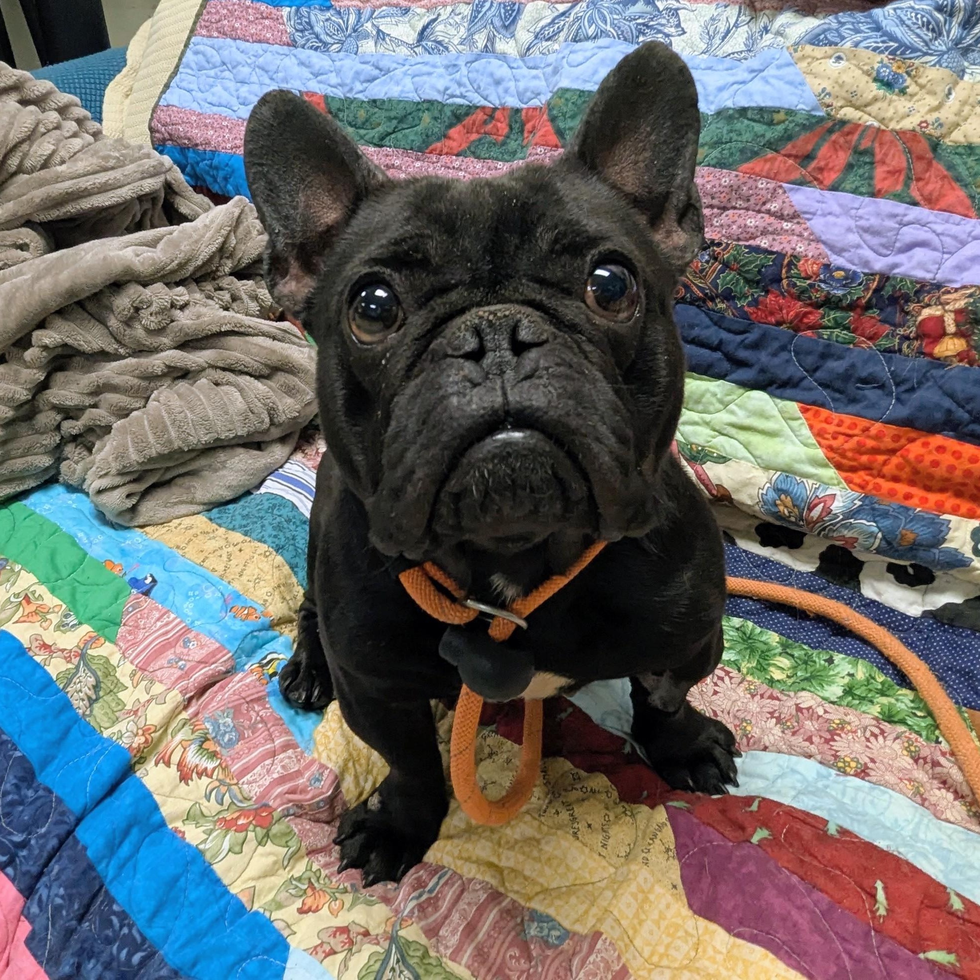 Enlarge Delphine , an adopted French Bulldog in Stratford, CT image 1/3