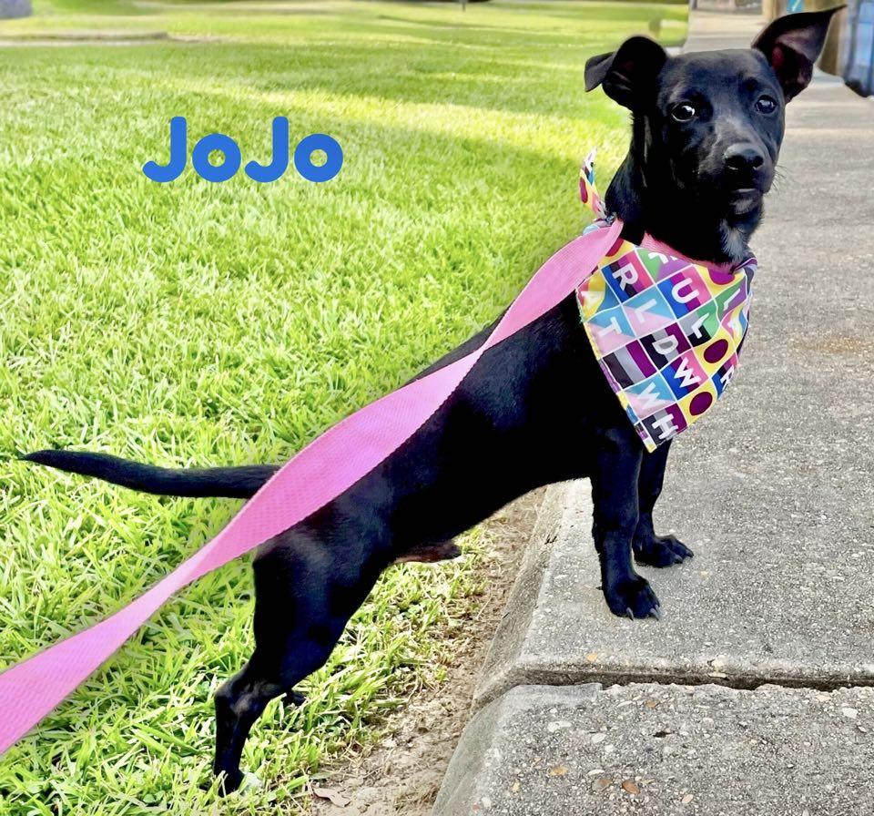 JOJO photo 5