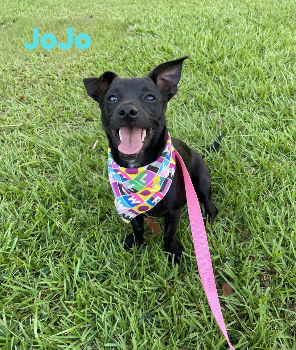 JOJO, Baby Male Chihuahua