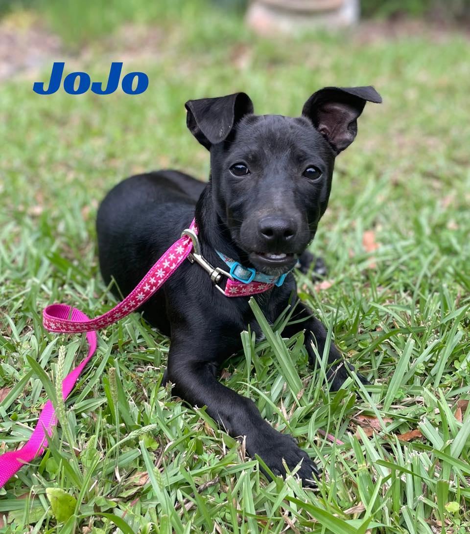 JOJO photo 3