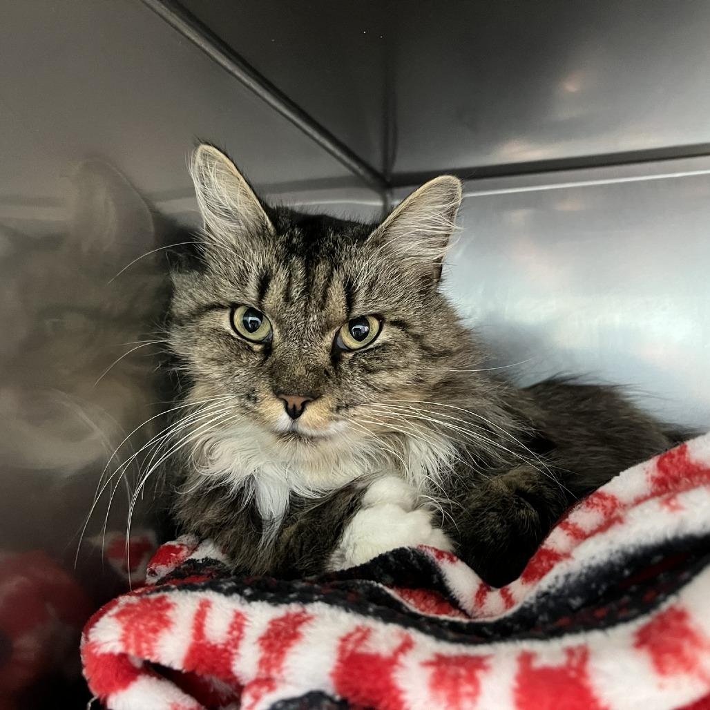Enlarge Clawdia, a Adoptable mixed breed in Harrisonburg, VA image 1/2
