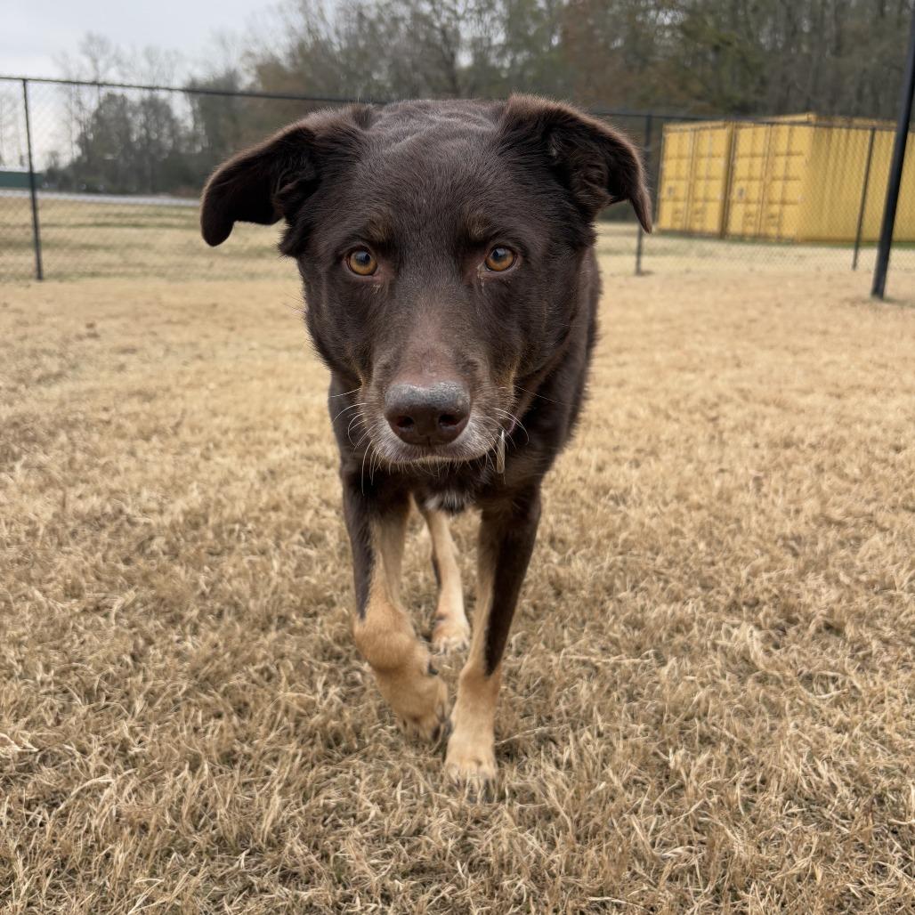 Marley, Adoptable, Adult Female Australian Shepherd.