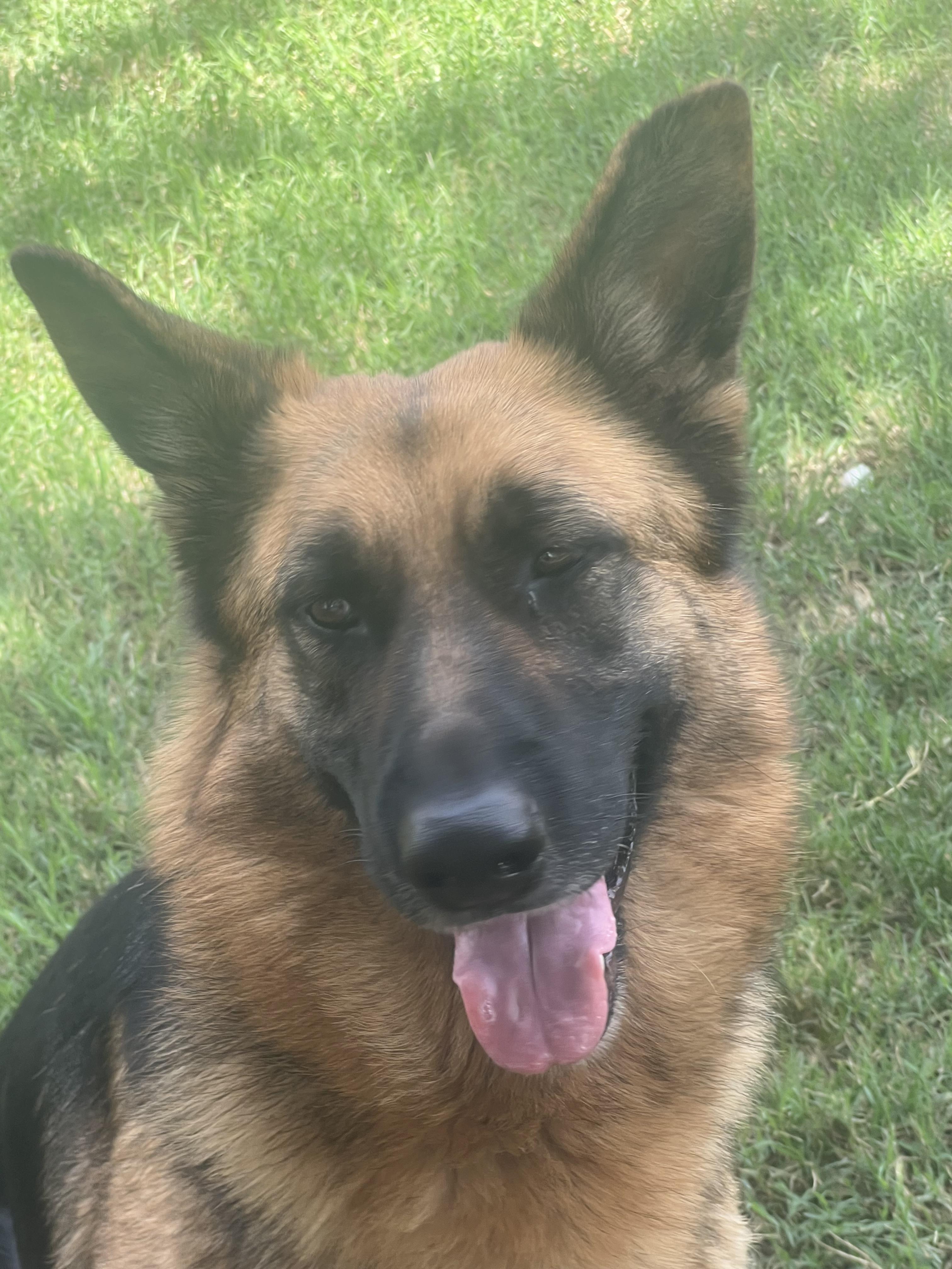 Enlarge Luna Rae, a ADOPTABLE German Shepherd Dog in Carnegie, OK image 1/1