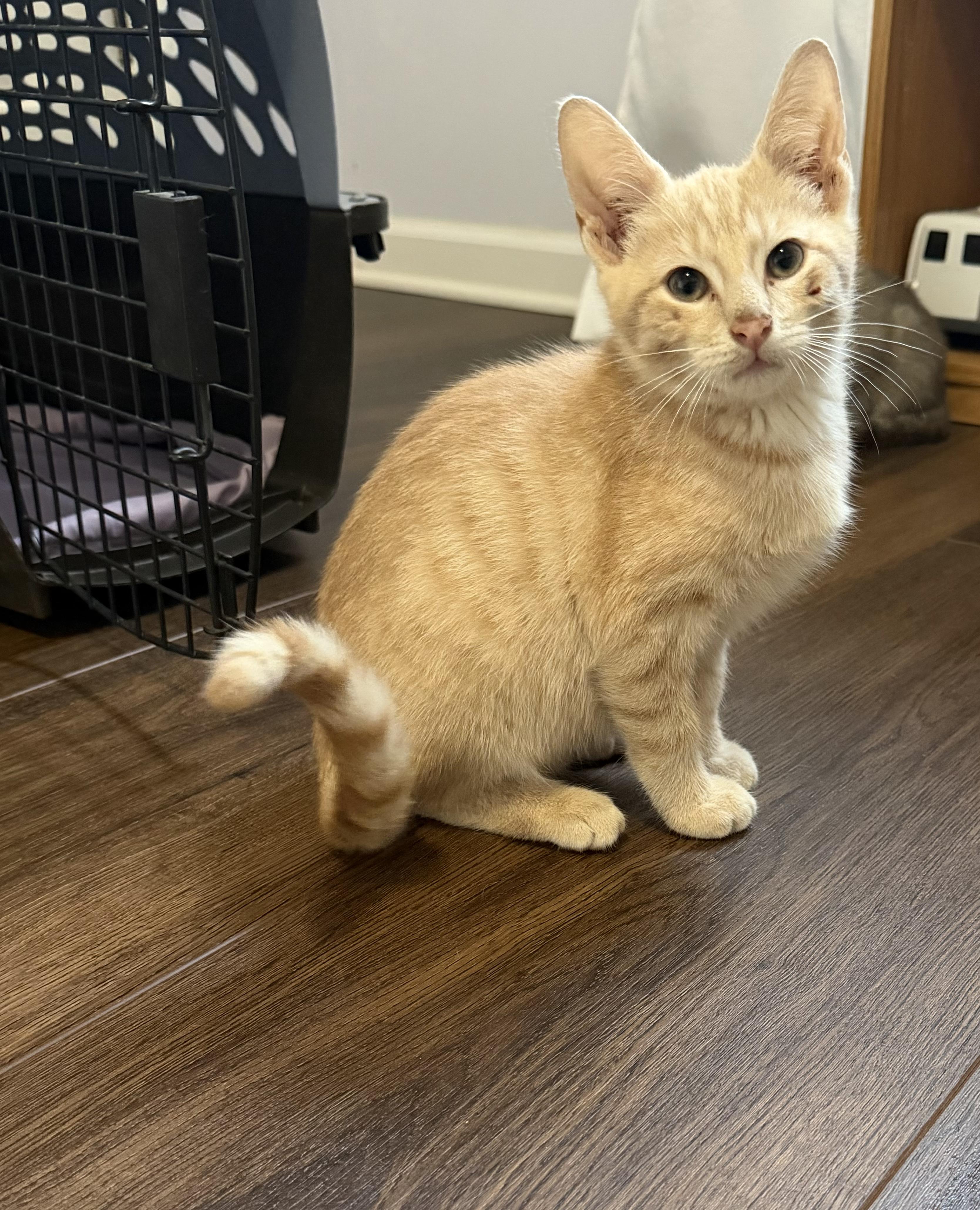 Enlarge Francis, a Adopted Domestic Short Hair in Moore, SC image 1/1