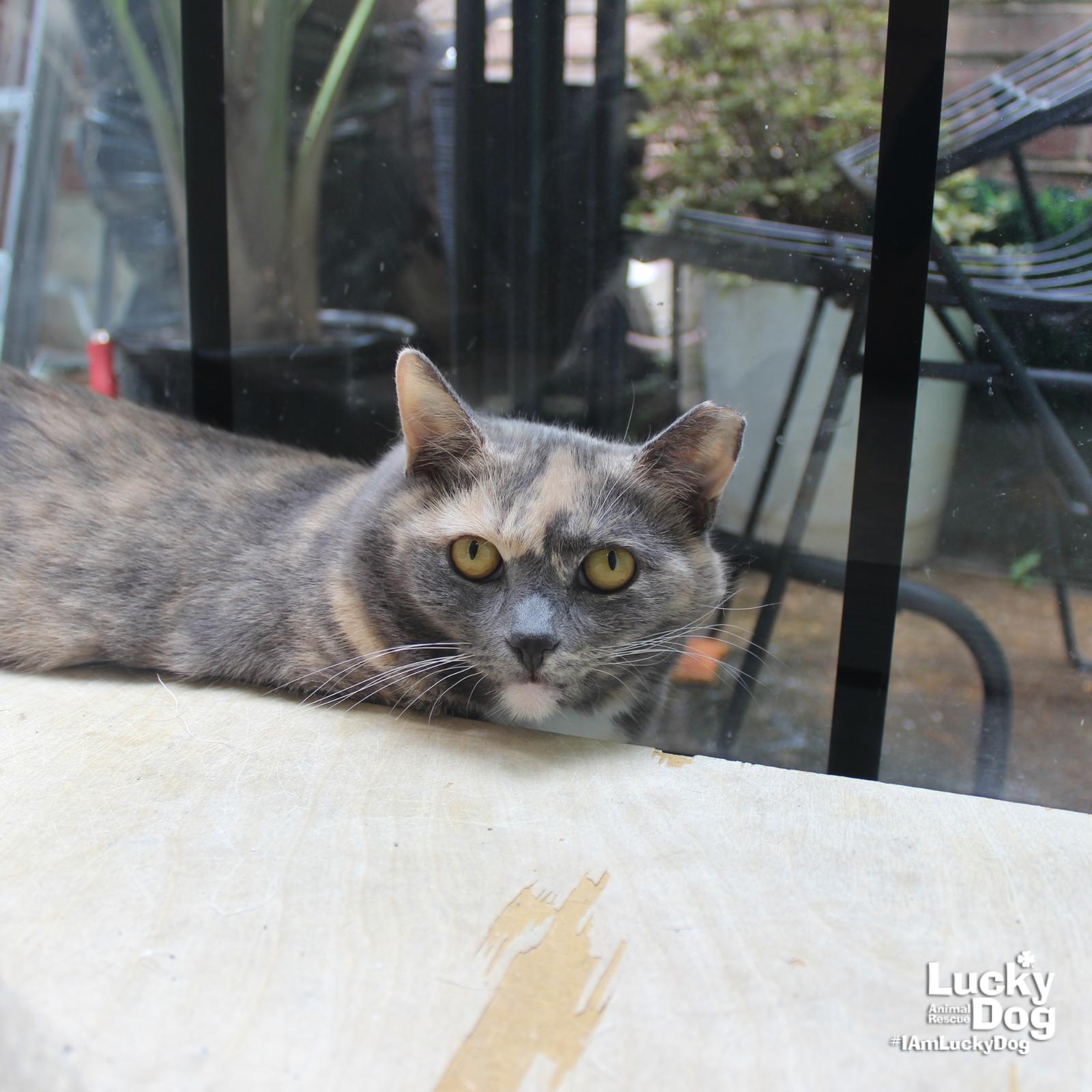 Enlarge Buffy, a Adopted mixed breed in Washington, DC image 1/3