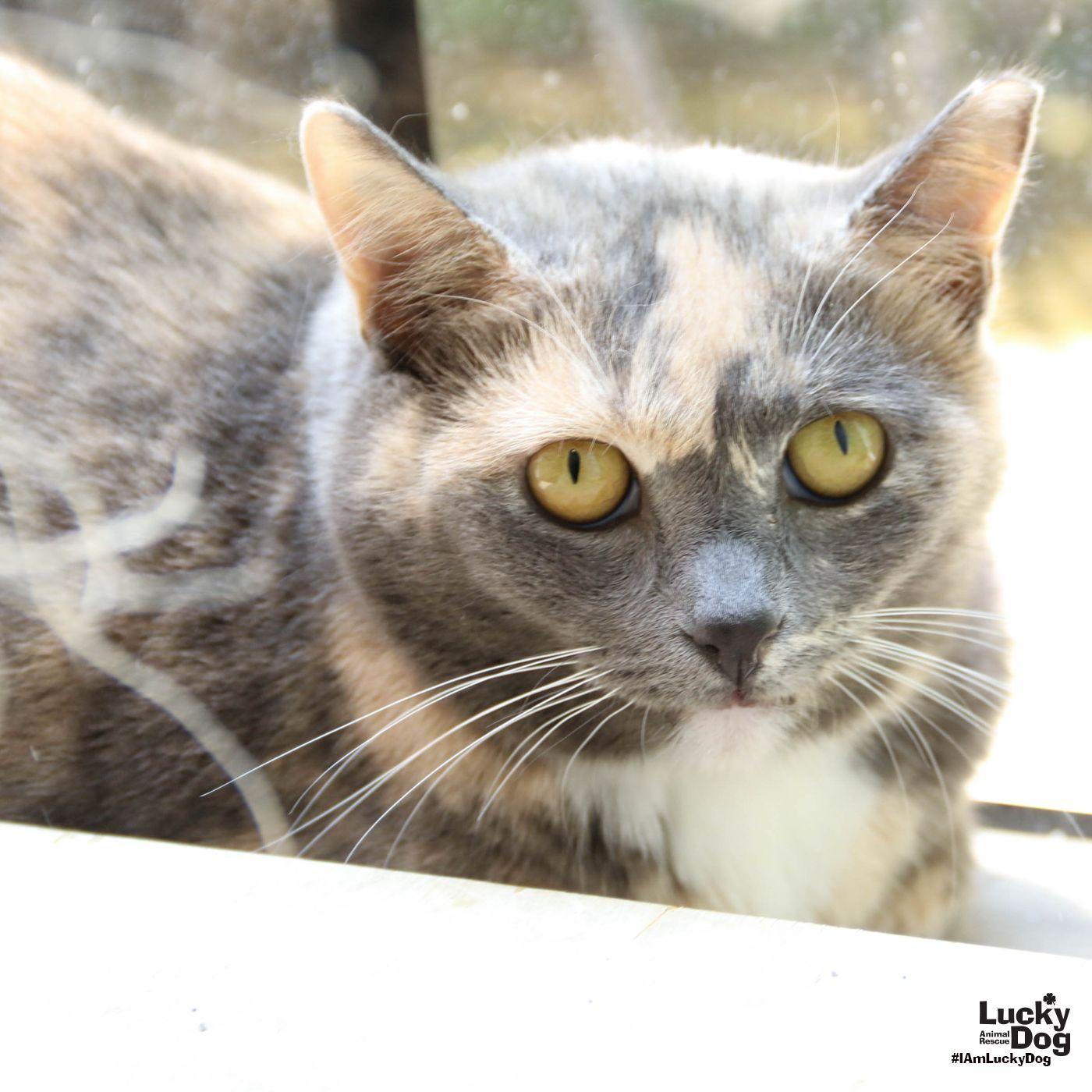 Enlarge Buffy, a Adopted mixed breed in Washington, DC image 2/3