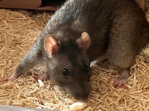 Enlarge Rose, a Adoptable Rat in Merrimack, NH image 1/1