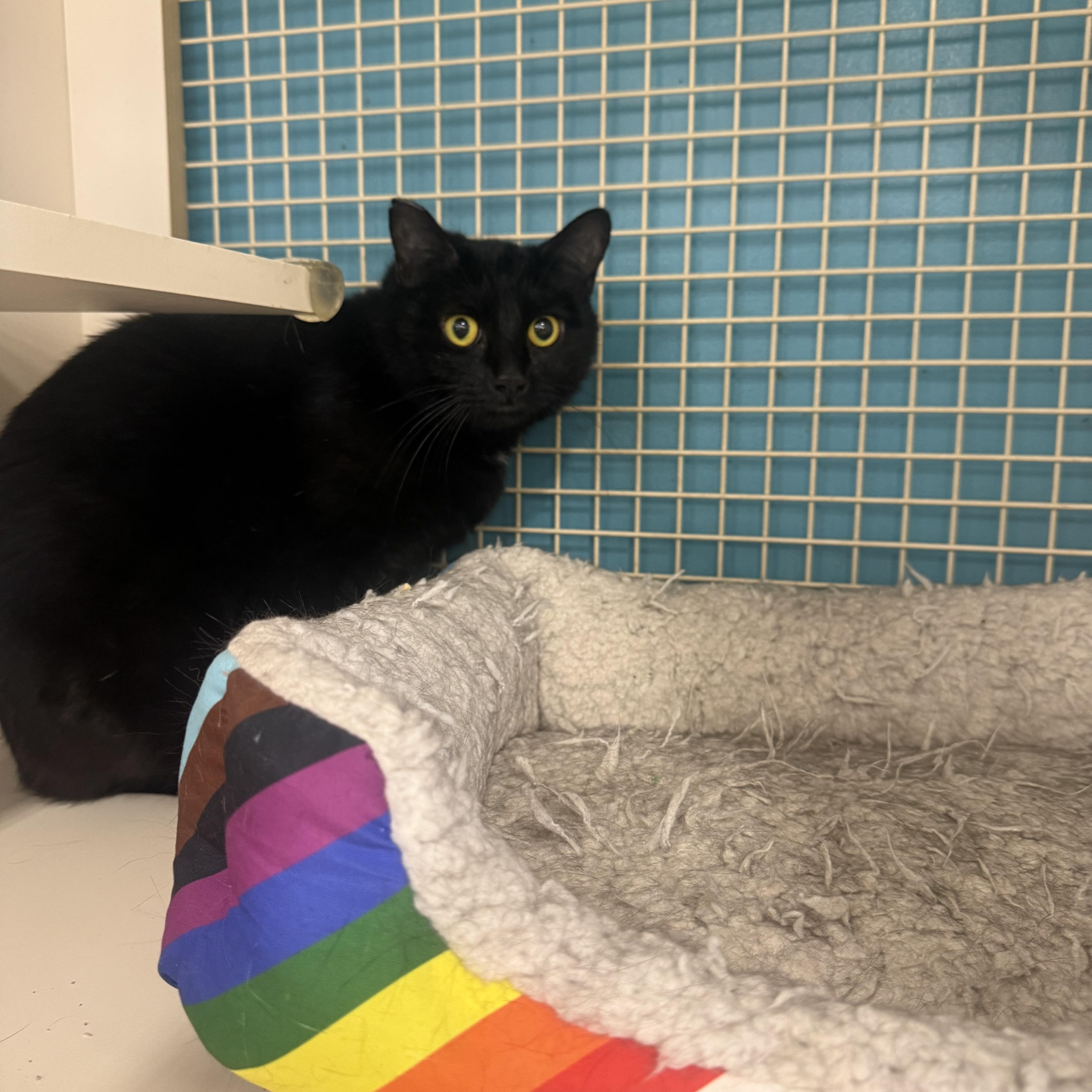 Enlarge Menace with Whiskers, an adopted Domestic Medium Hair in Las Vegas, NV image 2/2