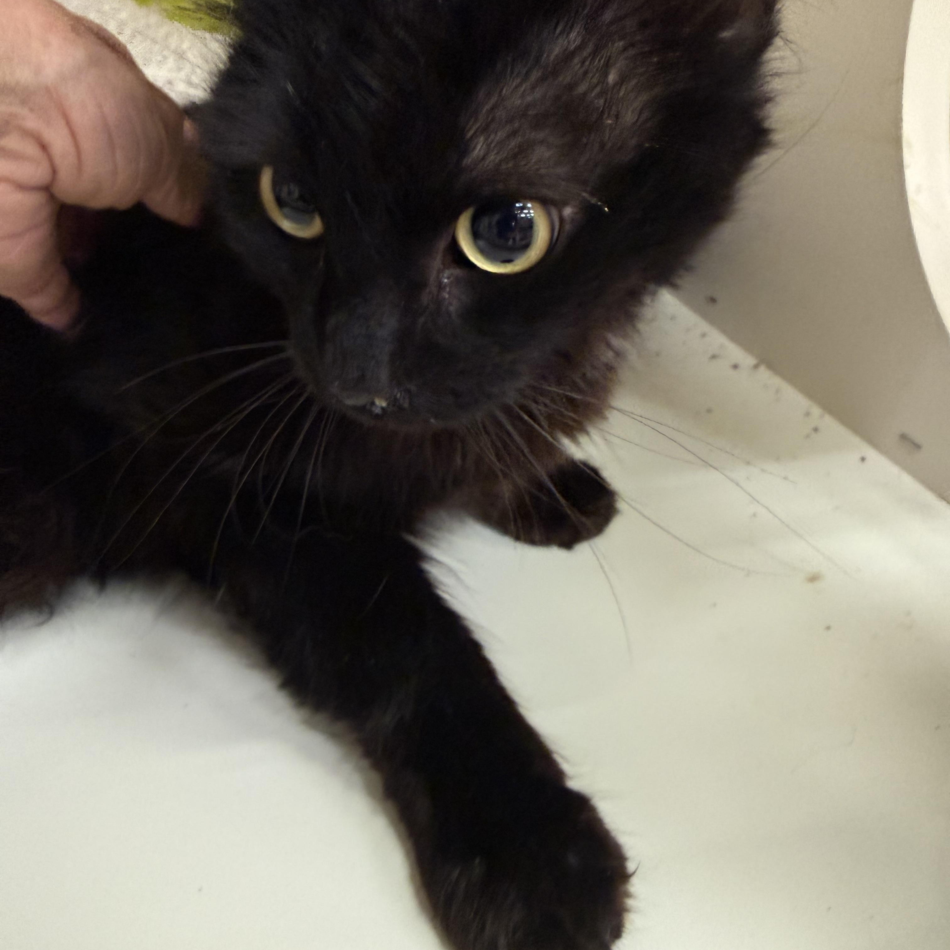 Enlarge Menace with Whiskers, an adopted Domestic Medium Hair in Las Vegas, NV image 1/2