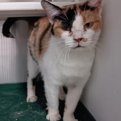 Hei Hei, Adoptable, Adult Female Domestic Short Hair & Domestic Short Hair.