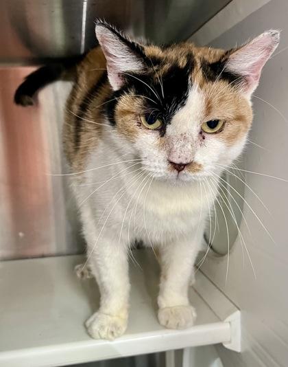 Hei Hei, a Adoptable mixed breed in Fort Worth, TX image 2/3