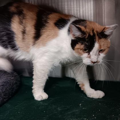 Hei Hei, a Adoptable mixed breed in Fort Worth, TX image 3/3