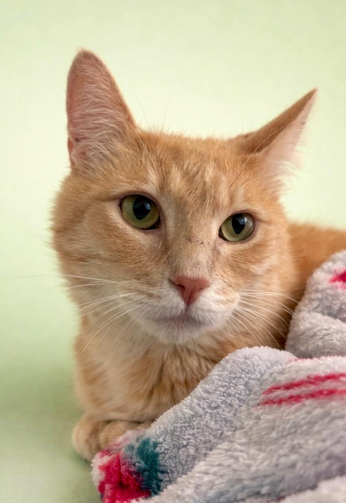 Cheddar Jack (CJ), Adoptable, Adult Male Domestic Short Hair.