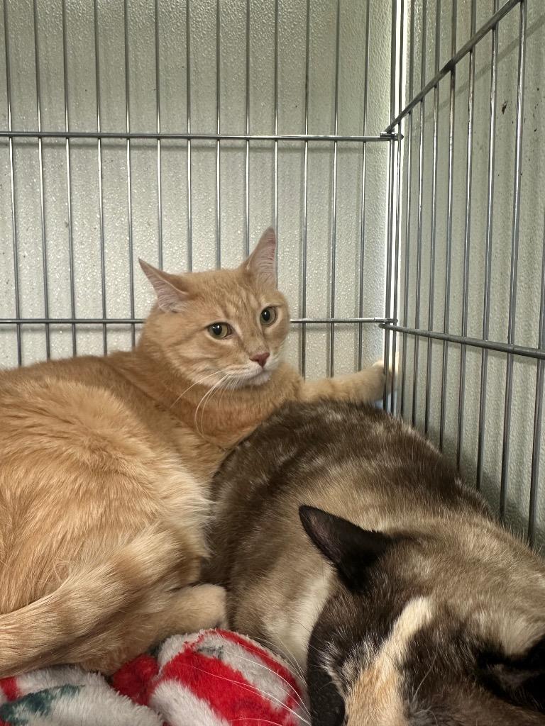 Enlarge Cheddar Jack (CJ), a Adoptable mixed breed in Rock Springs, WY image 2/2