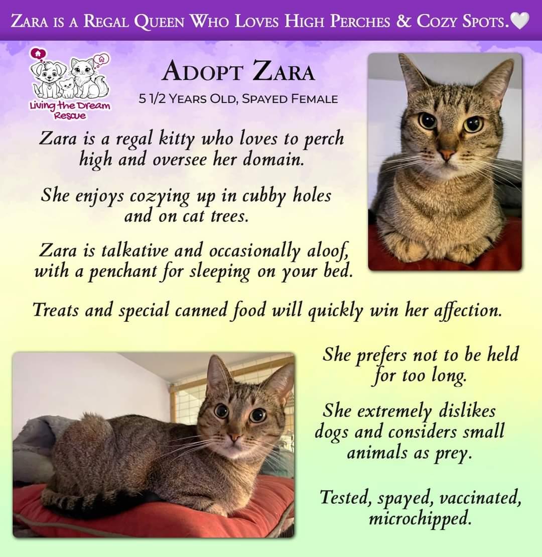 Zara, a Adoptable Domestic Short Hair in Phoenix, AZ image 1/3