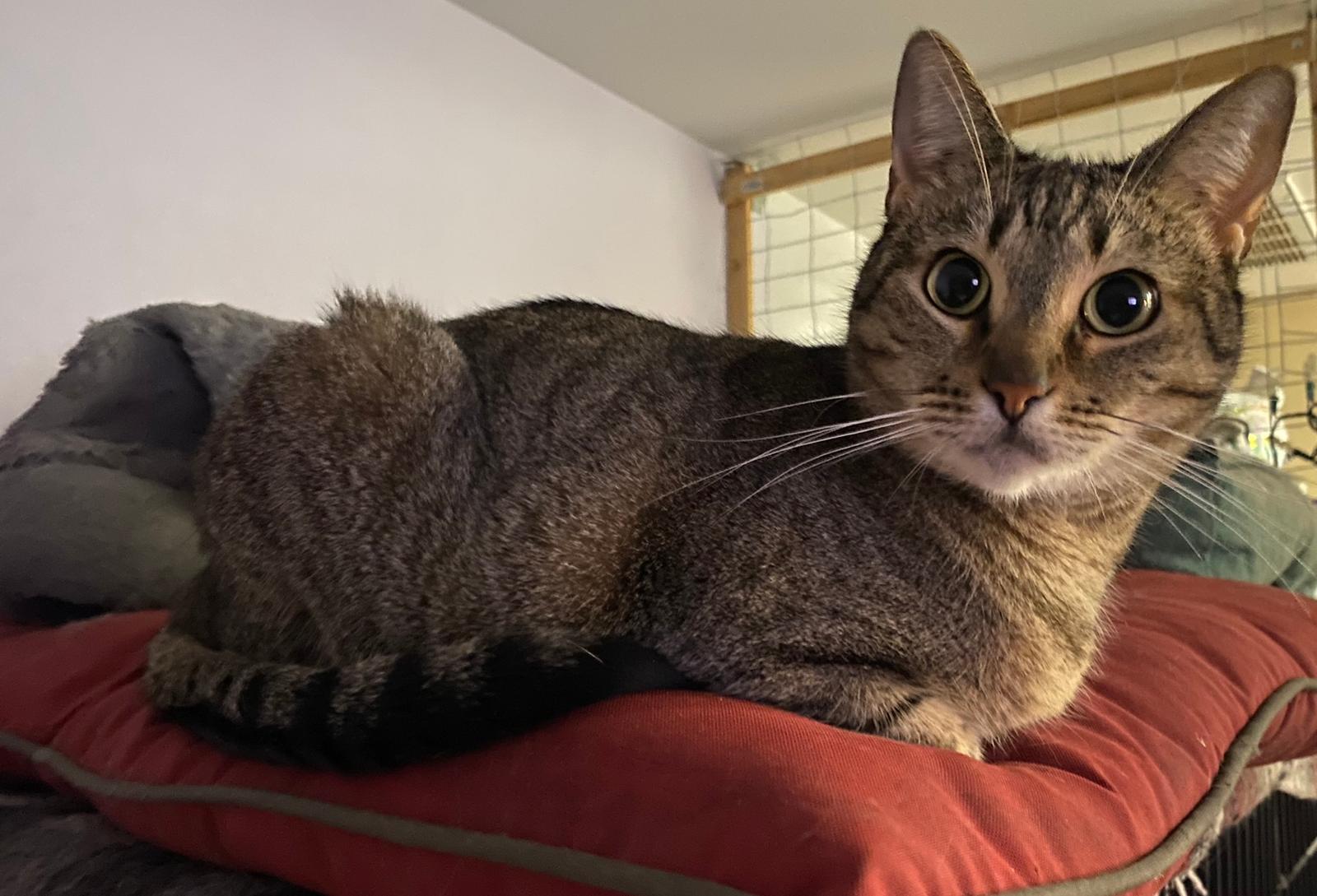 Zara, a Adoptable Domestic Short Hair in Phoenix, AZ image 2/3