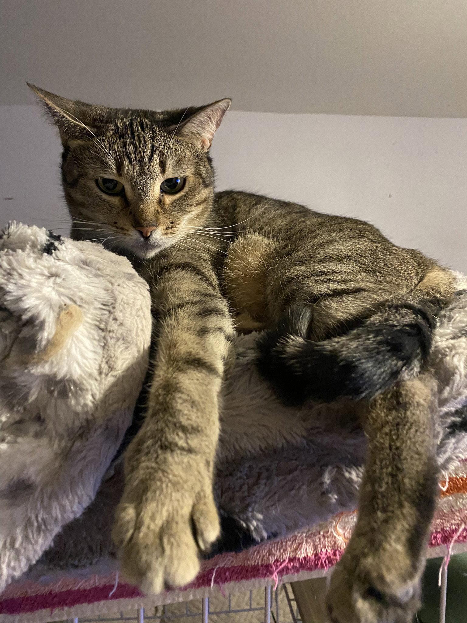 Enlarge Zara, a Adoptable Domestic Short Hair in Phoenix, AZ image 3/3