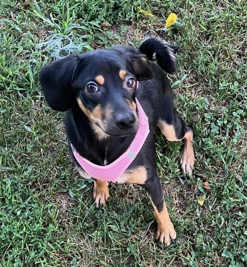 Enlarge Ocean Breeze, a ADOPTABLE mixed breed in Landenberg, PA image 1/2