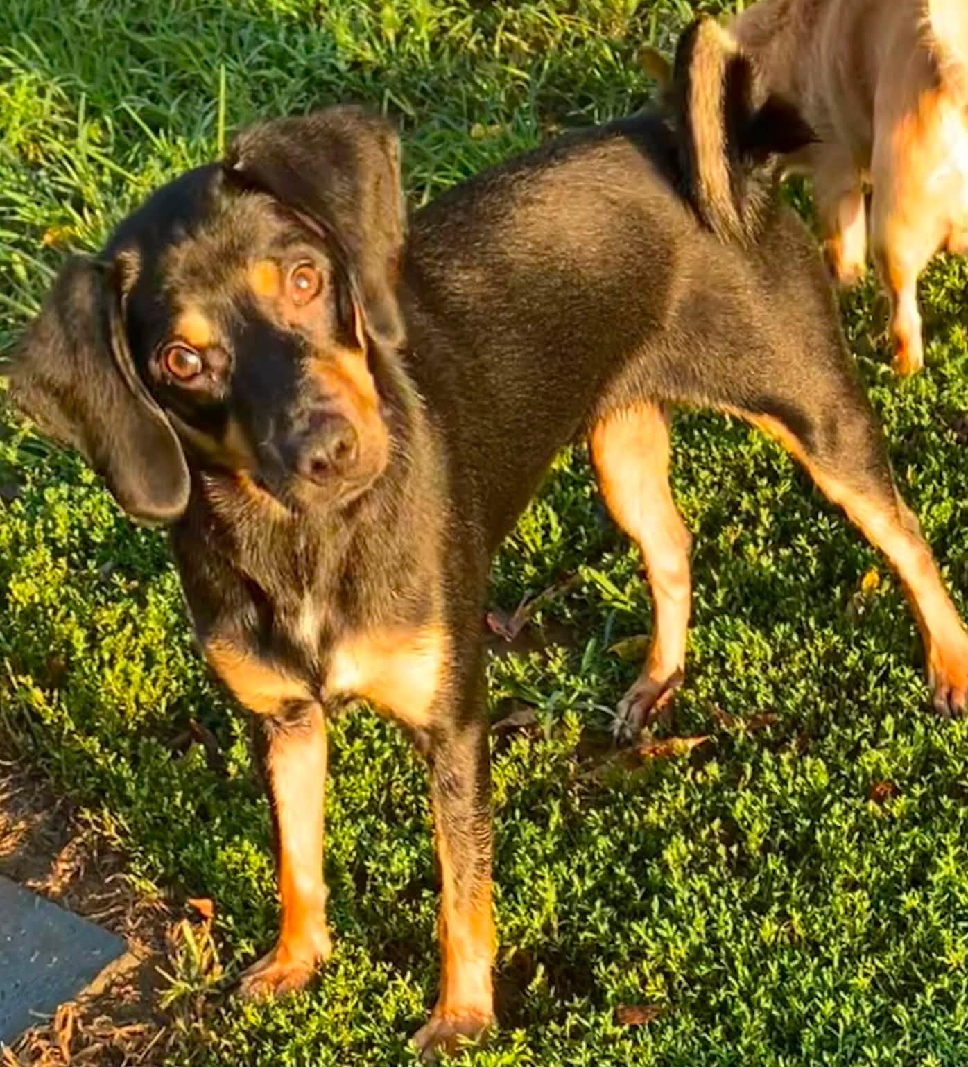 Enlarge Ocean Breeze, a ADOPTABLE mixed breed in Landenberg, PA image 2/2