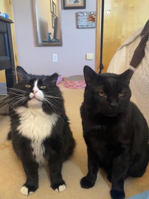 Blackie and Silver, Adoptable, Adult Male Domestic Short Hair.