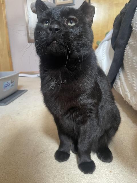 Blackie and Silver, a Adoptable Domestic Short Hair in Denver, CO image 6/6