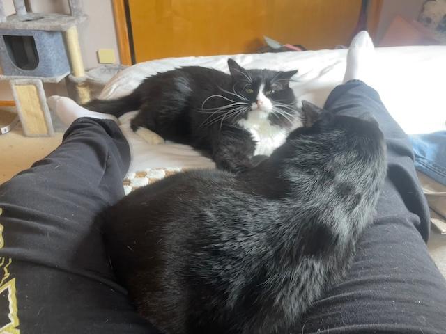 Blackie and Silver, a Adoptable Domestic Short Hair in Denver, CO image 2/6