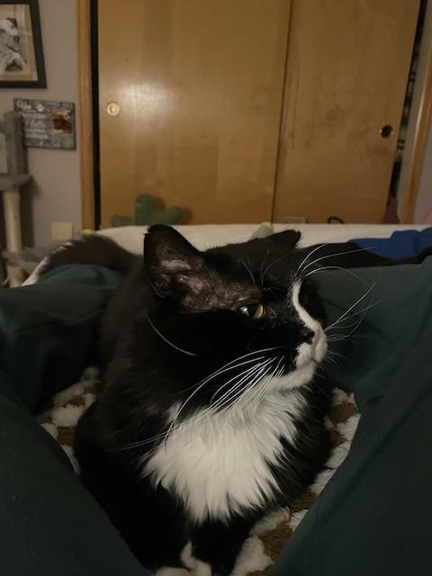 Blackie and Silver