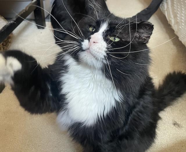 Blackie and Silver