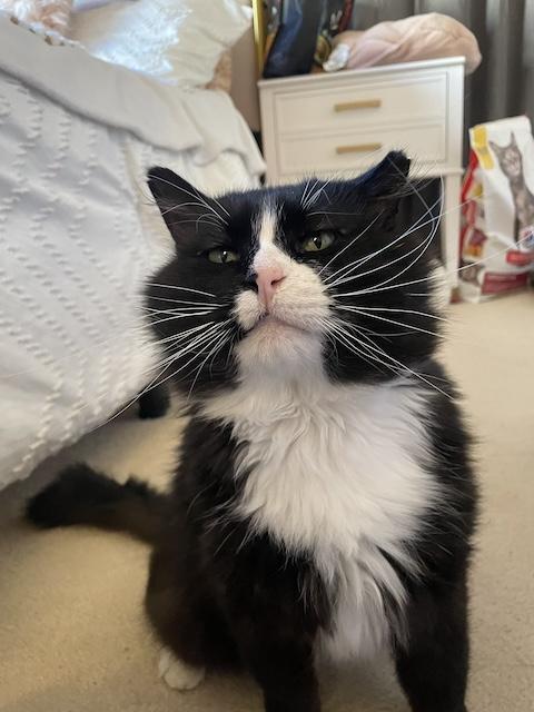 Blackie and Silver, a Adoptable Domestic Short Hair in Denver, CO image 5/6