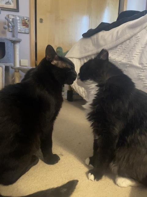 Blackie and Silver