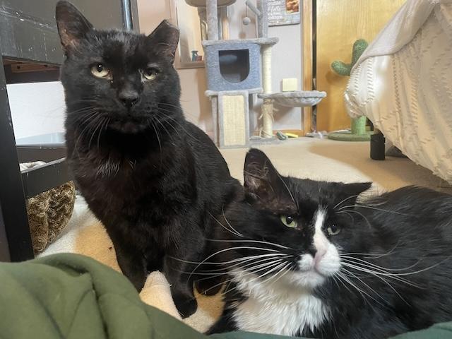 Blackie and Silver, a Adoptable Domestic Short Hair in Denver, CO image 3/6