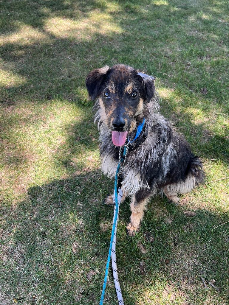 Kakula, Adoptable, Young Female Australian Cattle Dog / Blue Heeler.