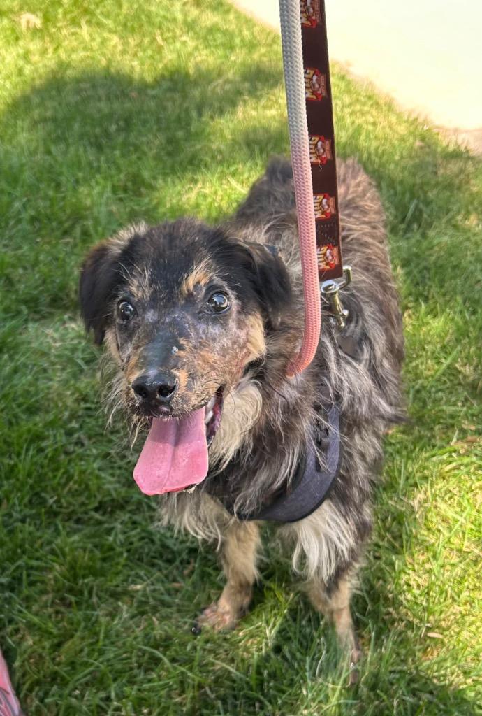 Kakula, Adoptable, Young Female Australian Cattle Dog / Blue Heeler.