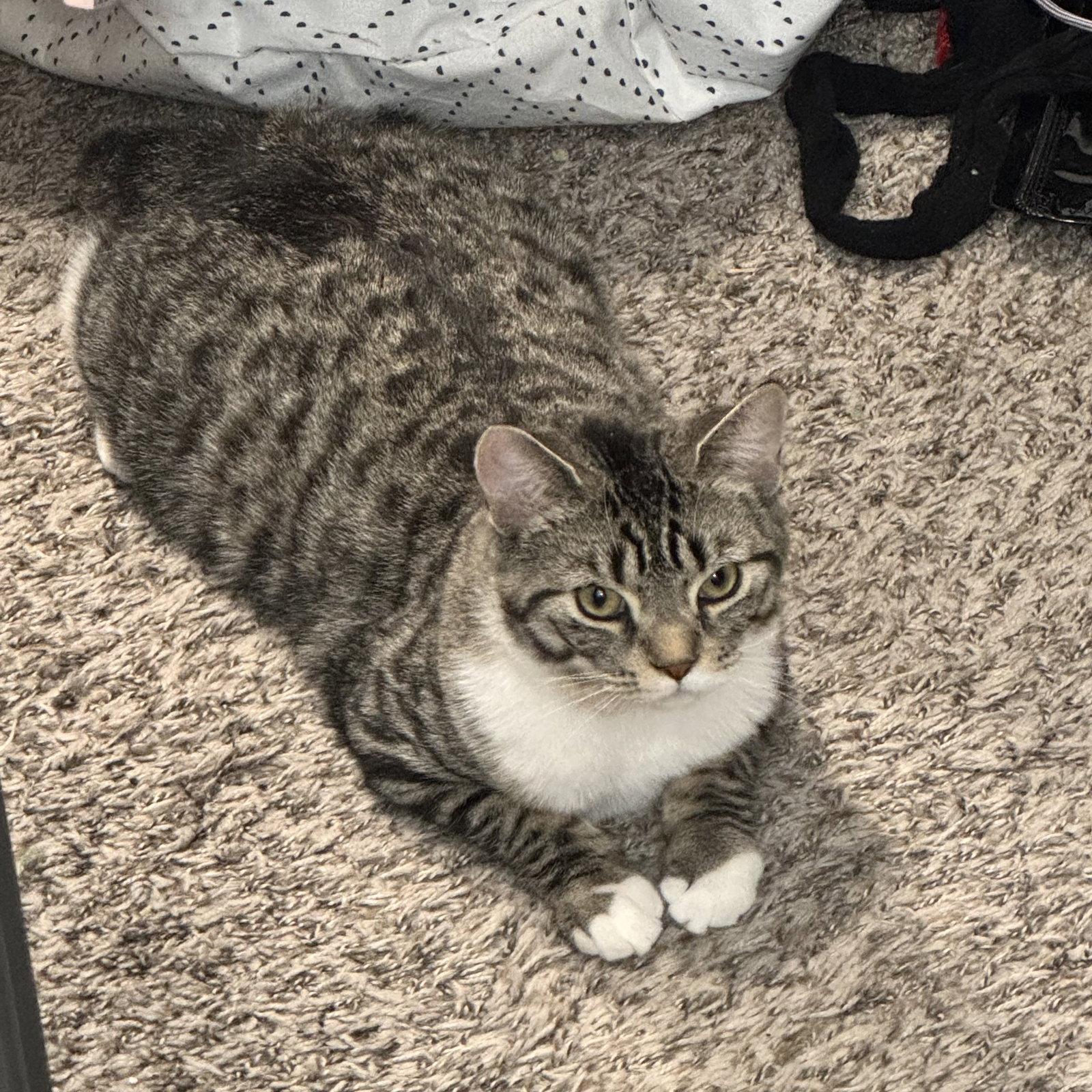 Archie, a Adoptable Domestic Short Hair in Rochester, NY image 1/2