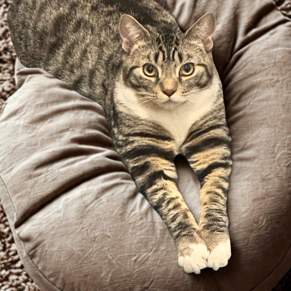 Archie, a Adoptable Domestic Short Hair in Rochester, NY image 2/2
