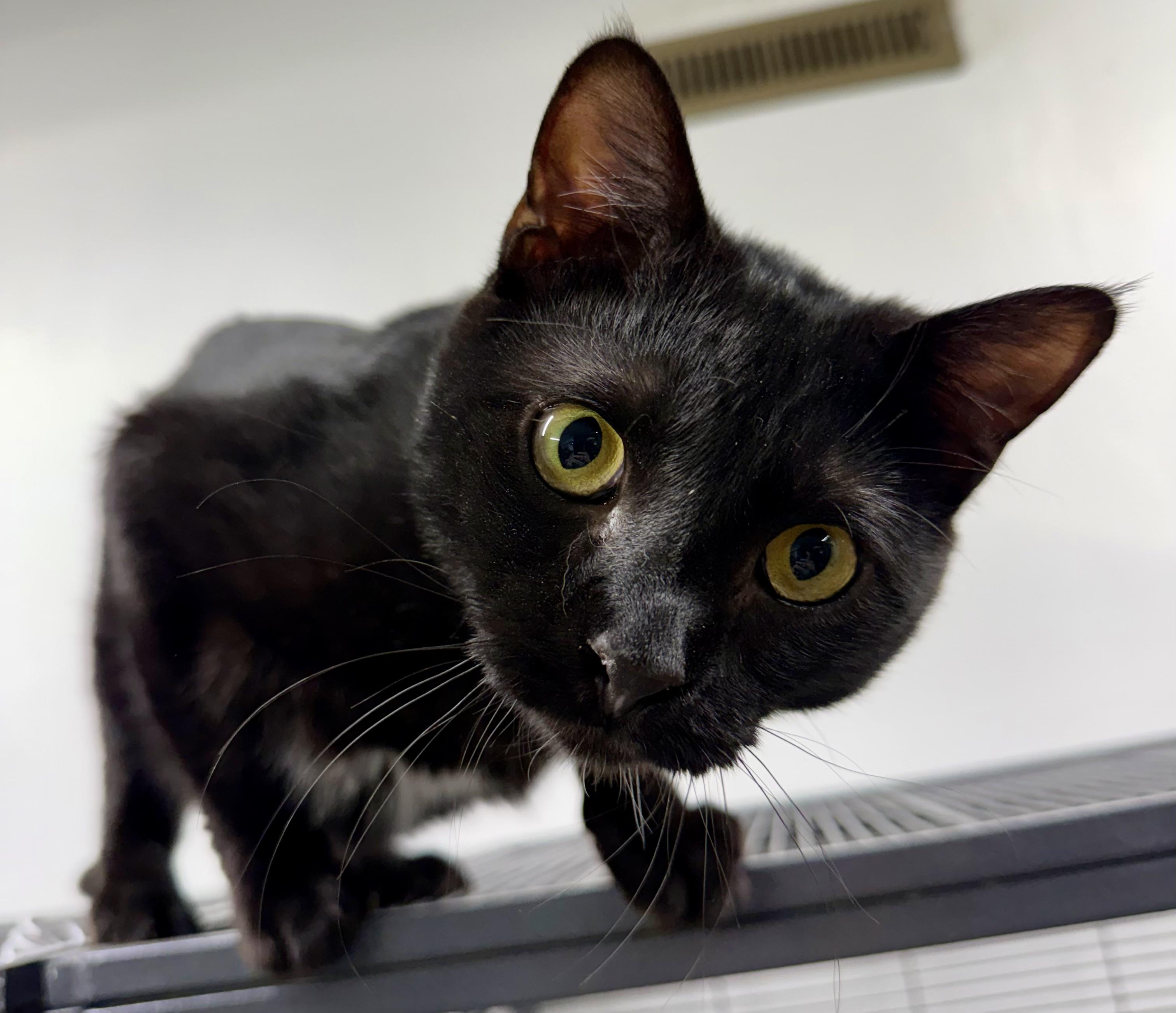 Enlarge Osborne , a ADOPTABLE Domestic Short Hair in Independence, IA image 2/2