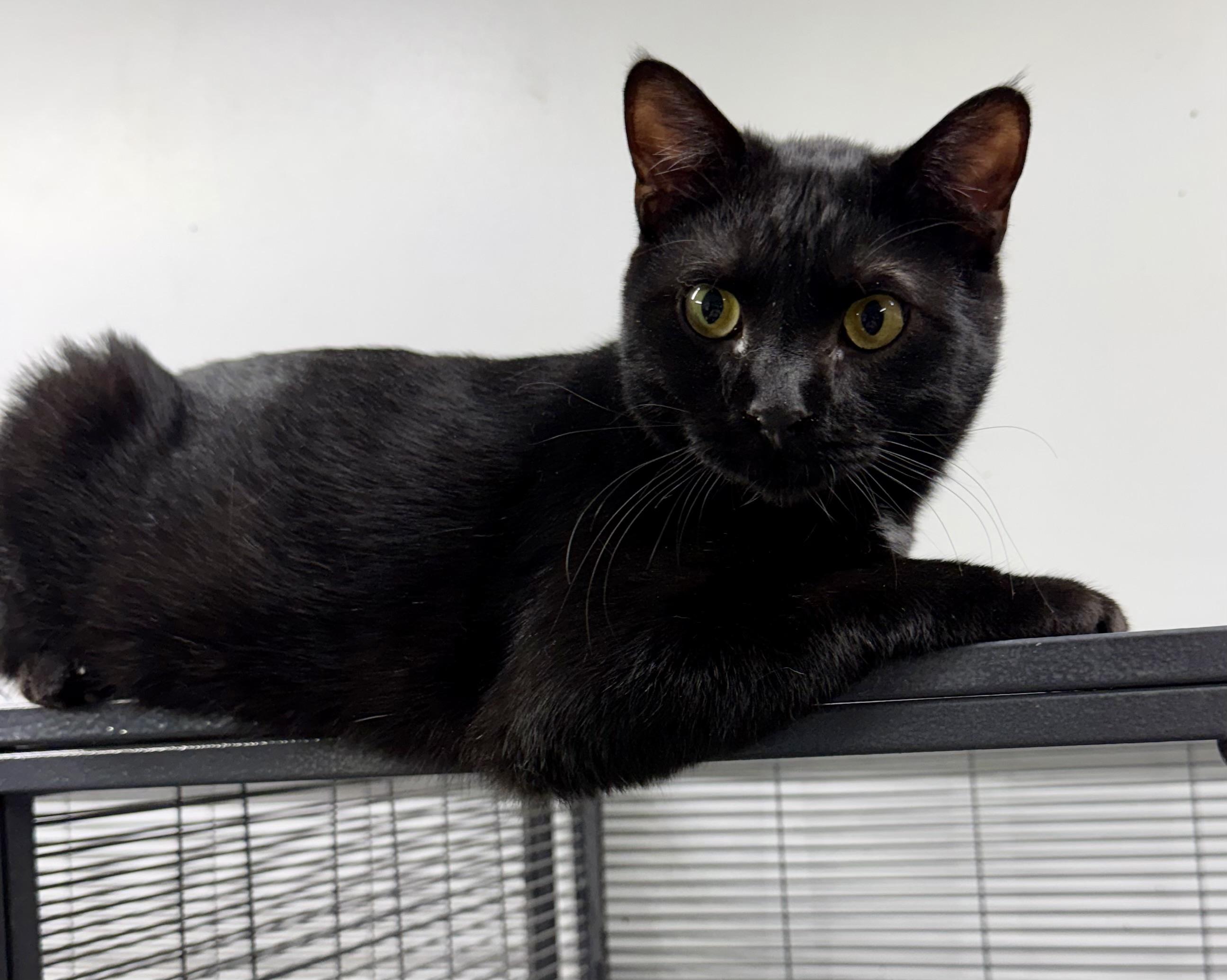 Osborne , ADOPTABLE, Young Male Domestic Short Hair.