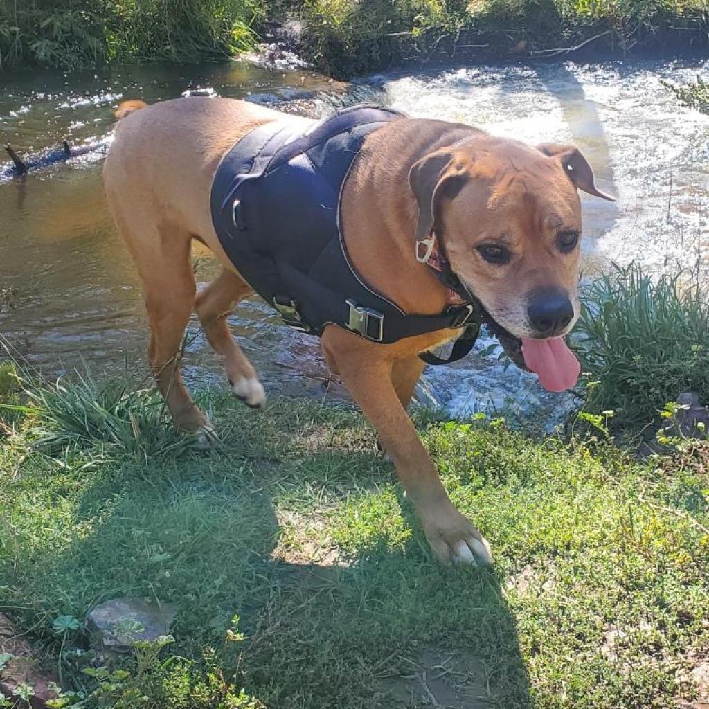 Enlarge Clifford, a Adoptable Mastiff in Colorado Springs, CO image 1/2