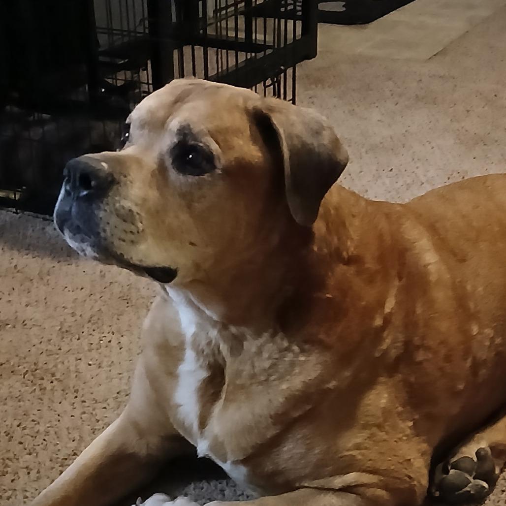 Enlarge Clifford, a Adoptable Mastiff in Colorado Springs, CO image 2/2