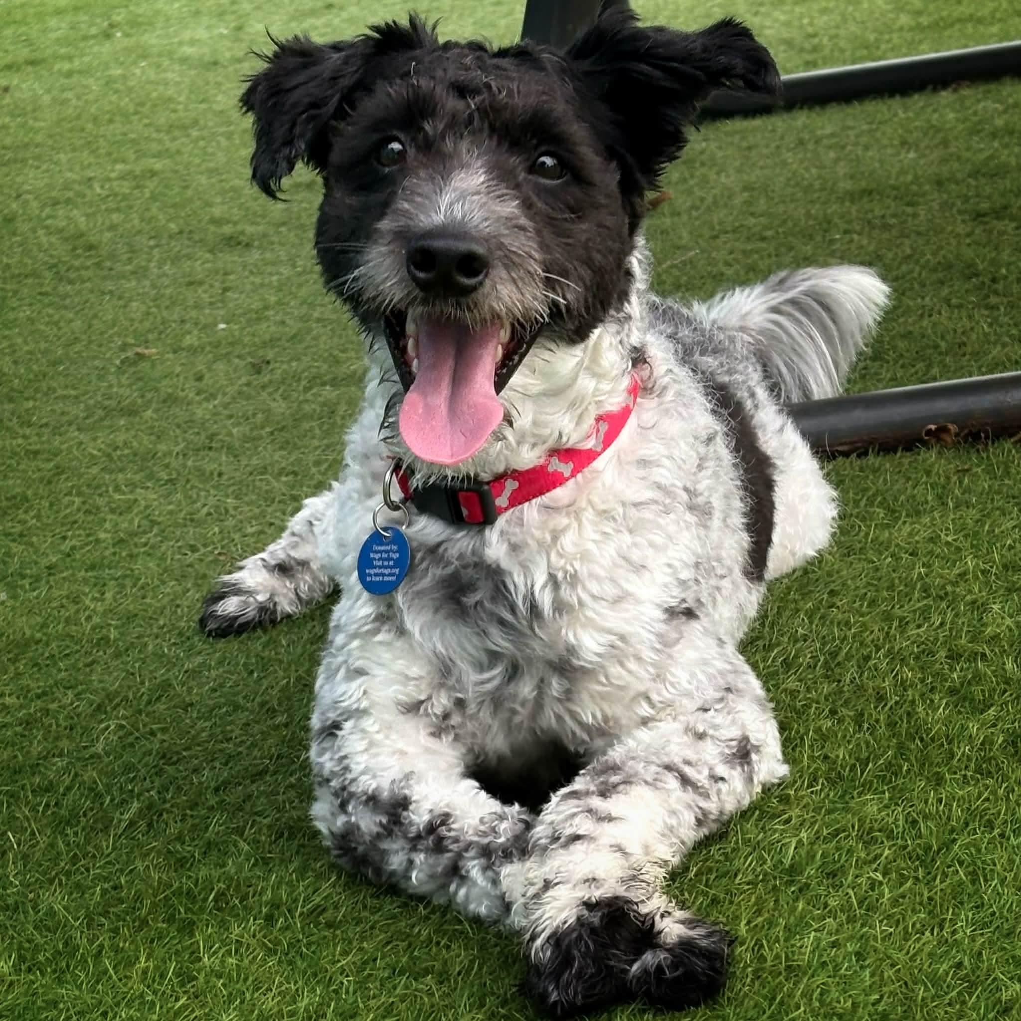 Enlarge Dennis, an adoption pending Schnoodle in Cedar Rapids, IA image 1/6