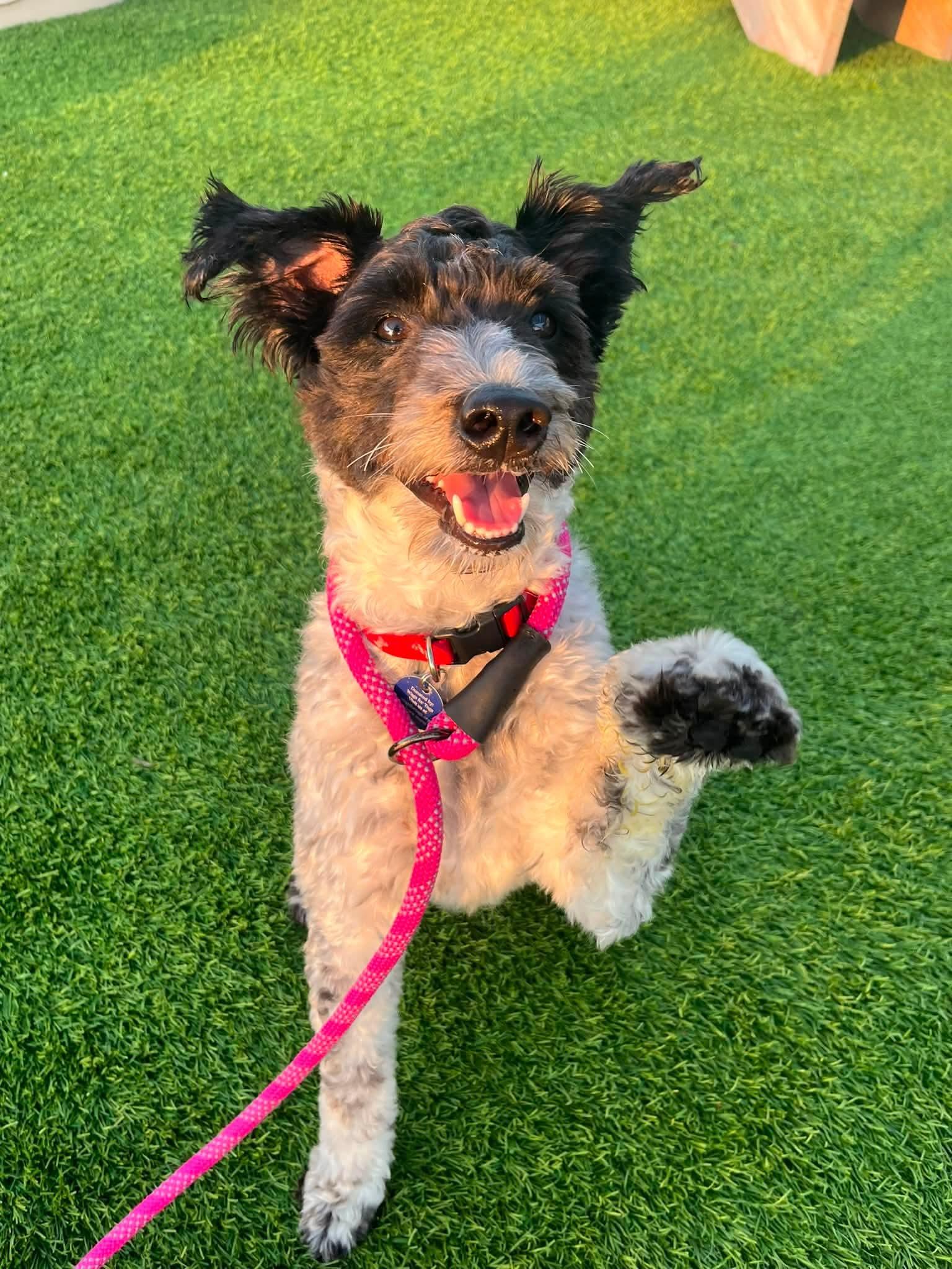 Enlarge Dennis, an adoption pending Schnoodle in Cedar Rapids, IA image 2/6
