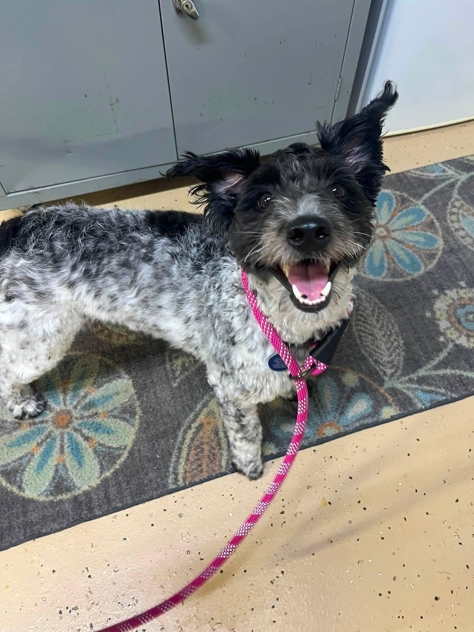 Enlarge Dennis, an adoption pending Schnoodle in Cedar Rapids, IA image 5/6