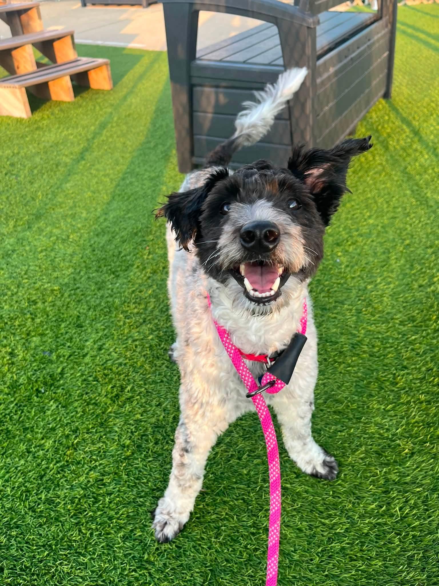 Enlarge Dennis, an adoption pending Schnoodle in Cedar Rapids, IA image 6/6