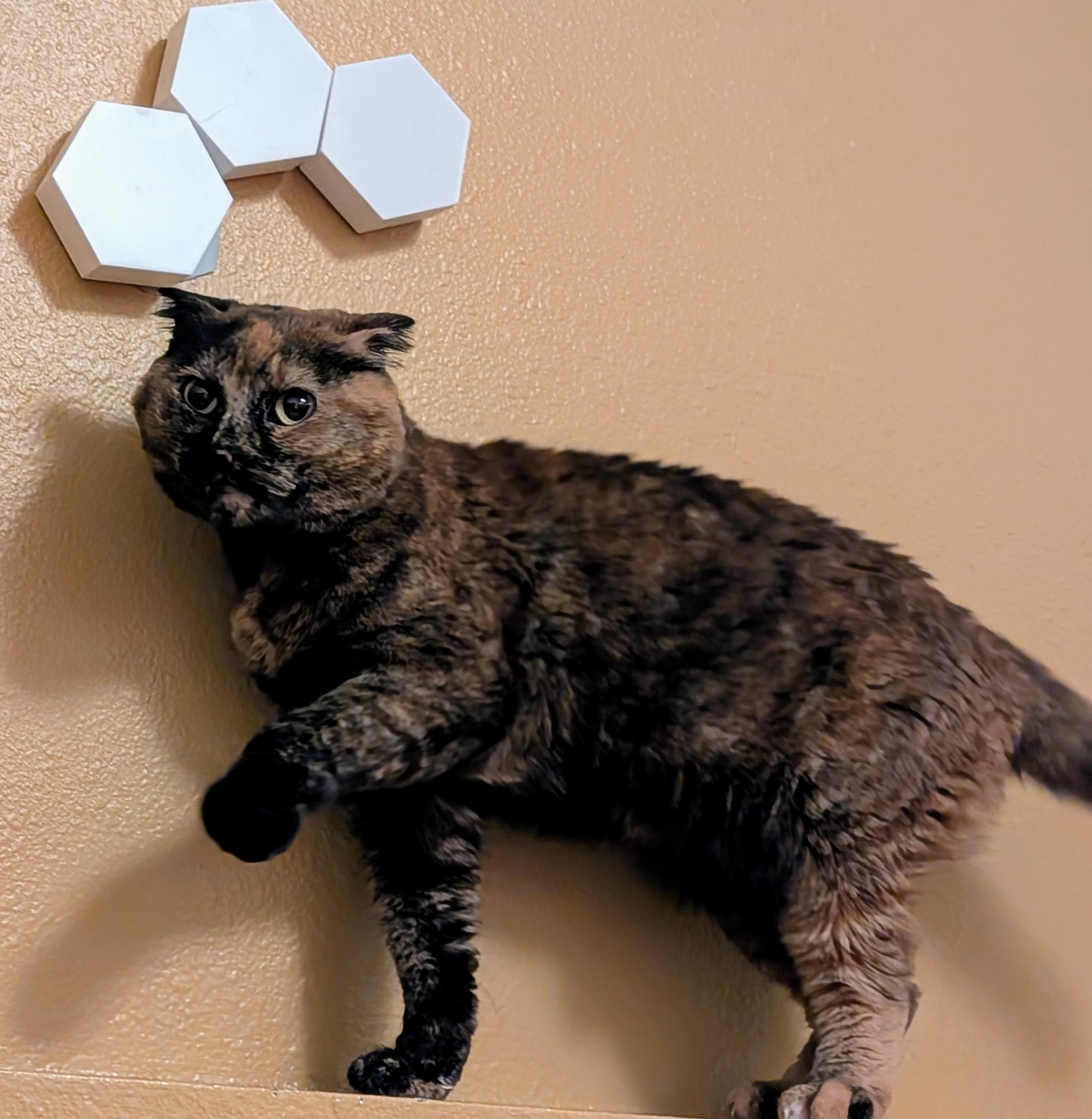 Betty **COURTESY POST**, an adoptable Scottish Fold in Lewiston, ID, 83501 | Photo Image 1