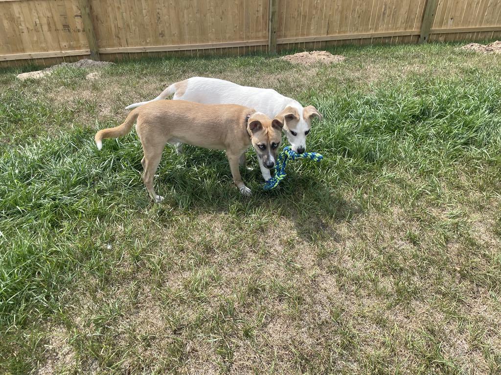 Enlarge Dublin, a Adoptable mixed breed in Midland, MI image 3/5