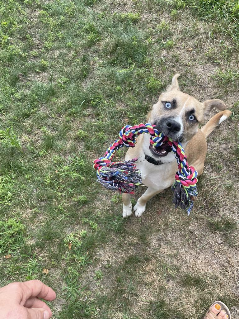 Enlarge Dublin, a Adoptable mixed breed in Midland, MI image 4/5